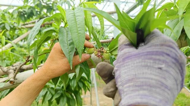 三分田七分管，哈玛匠果园“以疏促优”贯彻科学种植理念