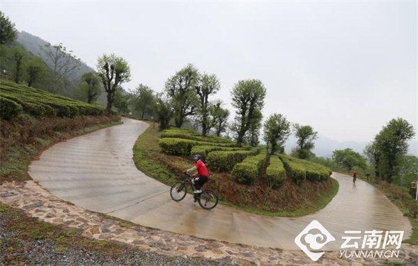 永平大坪坦村：“茶+” 赋能美丽田园