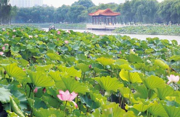 夏日荷花次第开 芙蕖满池迎客来 走进南戴河国际娱乐中心中华荷园