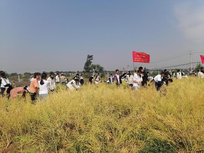 方城县实验初中劳动实践基地：油菜田里丰收乐章，师生共绘劳动画卷