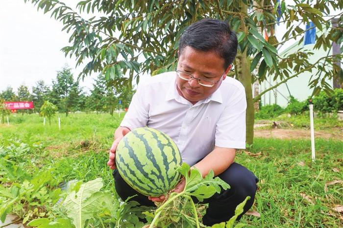 三亚：榴莲树下种西瓜 林下套种“顶呱呱”