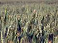 夏粮丰收在望！小麦长势总体好于常年 大面积单产提升工作扎实有力