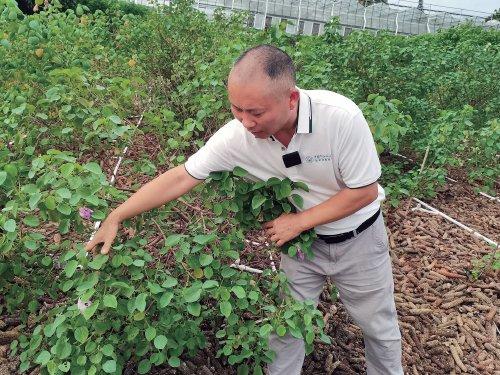 在三亚，看见中国棉花的未来——探访全球最大野生棉种质资源圃