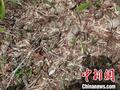 陕西省太白林业局终南林场区域首次发现野生大熊猫活动痕迹