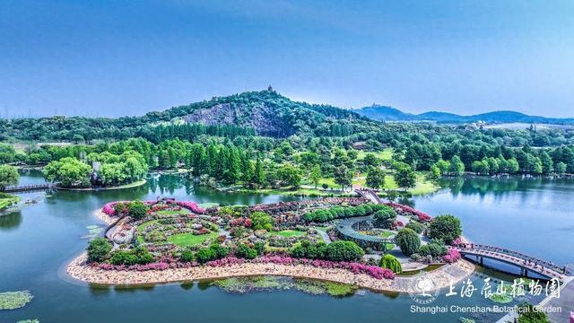 门票半价优惠！中国旅游日，恰逢月季最佳观赏期，来辰山赏花吧～