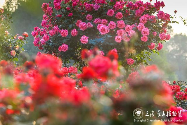 门票半价优惠！中国旅游日，恰逢月季最佳观赏期，来辰山赏花吧～