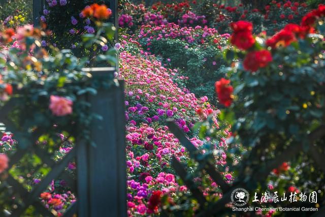 门票半价优惠！中国旅游日，恰逢月季最佳观赏期，来辰山赏花吧～