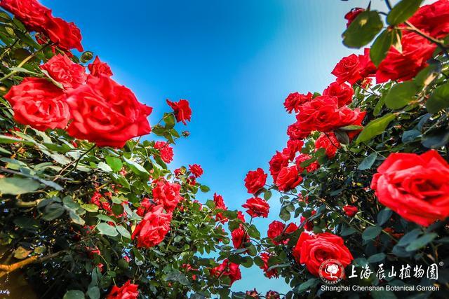 门票半价优惠！中国旅游日，恰逢月季最佳观赏期，来辰山赏花吧～