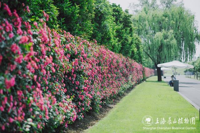 门票半价优惠！中国旅游日，恰逢月季最佳观赏期，来辰山赏花吧～