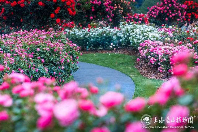 门票半价优惠！中国旅游日，恰逢月季最佳观赏期，来辰山赏花吧～