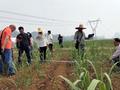 柳州：2024年甘蔗种植面积111万亩 同比增3.3% 近10年新高
