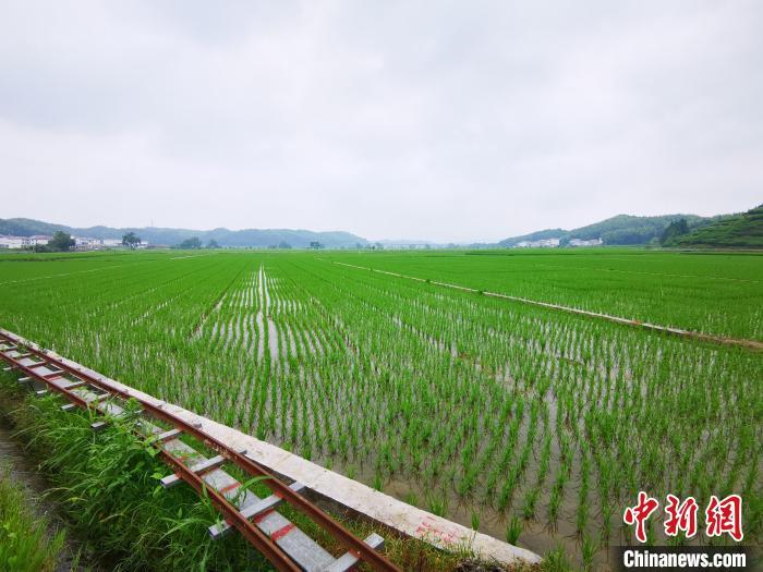 （八闽千姿）中国稻种基地见闻：“出海”的不只是种子