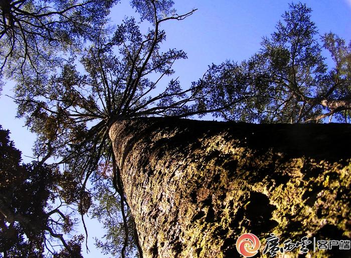 解开300万年前古稀孑遗植物的生存密码！国宝银杉在广西重焕生机