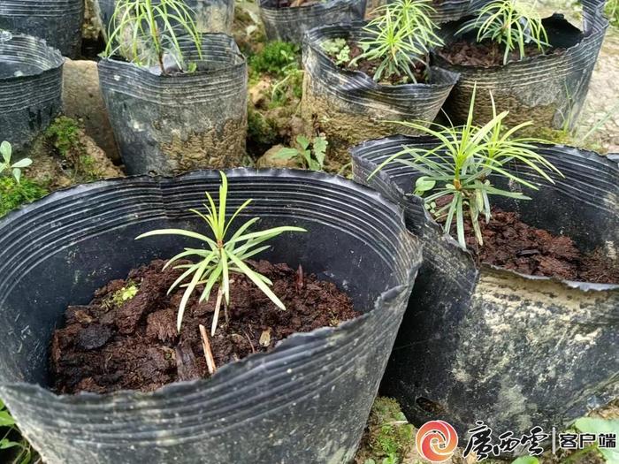 解开300万年前古稀孑遗植物的生存密码！国宝银杉在广西重焕生机