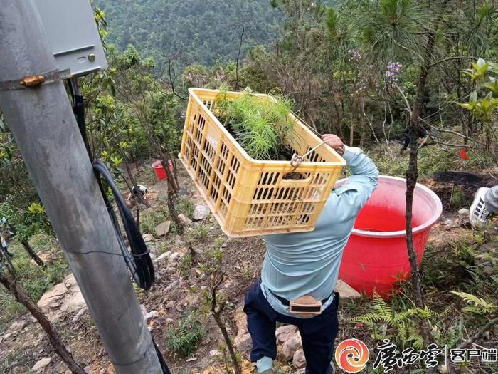 解开300万年前古稀孑遗植物的生存密码！国宝银杉在广西重焕生机