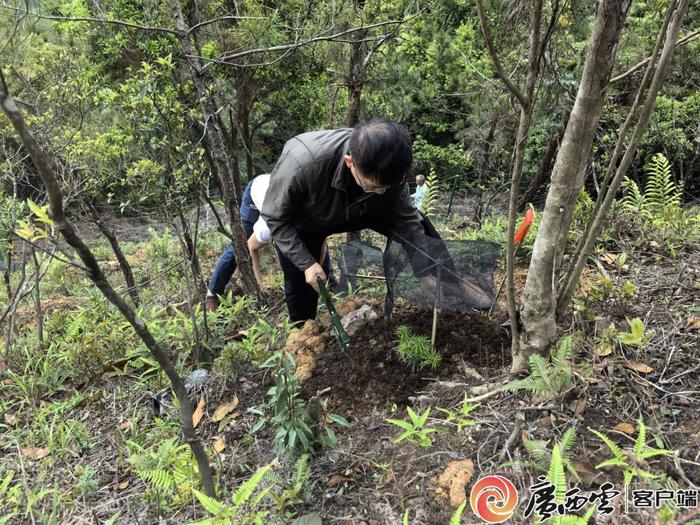 解开300万年前古稀孑遗植物的生存密码！国宝银杉在广西重焕生机