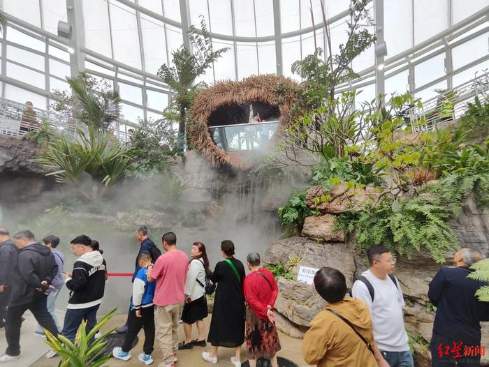 在成都也能打卡“热带雨林”！“神奇植物”在这里→