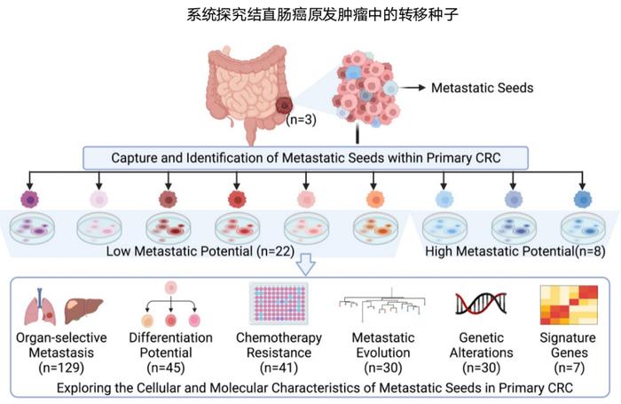 清华大学药学院王霞课题组及其合作团队揭示原发肿瘤中转移种子转移的起源和机制