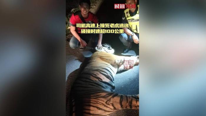 马来西亚一司机高速上撞死老虎逃逸 碰撞时速超100公里