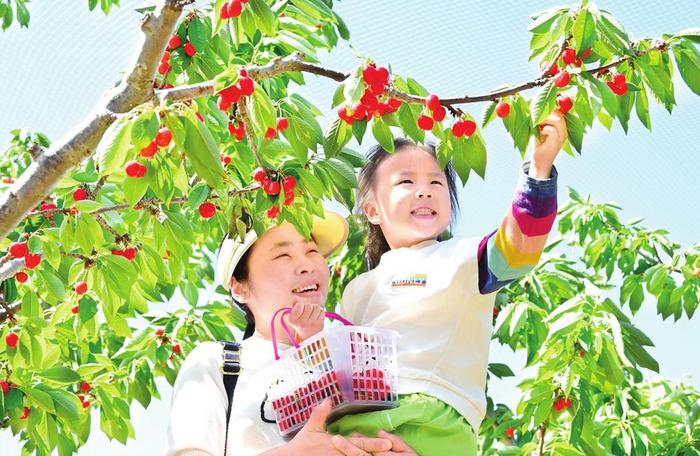 磁县磁州镇徐家沟二街村樱桃采摘园