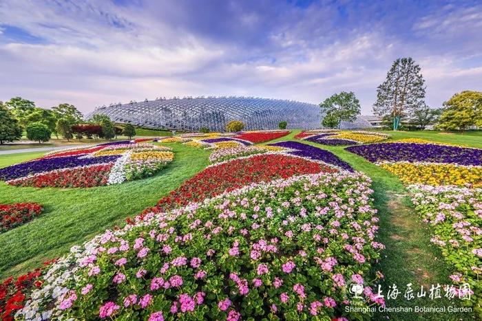 辰山印象主题花坛全新亮相，蒙德里安经典格子画跃然植物园大地