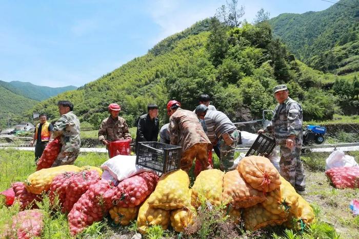 3000多斤！缙云县石笕乡——丽水山耕共富蔬菜基地订单土豆丰收！