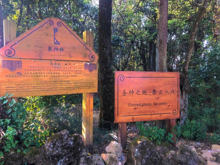 【“新”生向前】小桥流水人家，云海梯田生花 世界遗产，梦里老家——阿者科