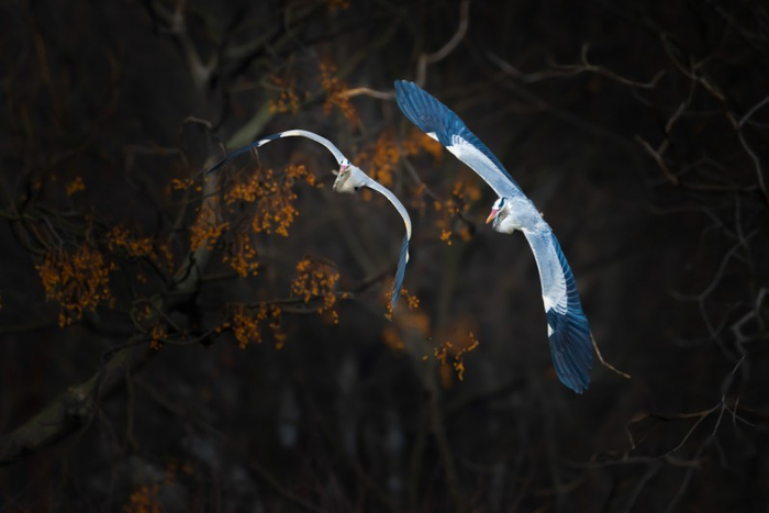 苍鹭，F4，1/1250秒，ISO 320