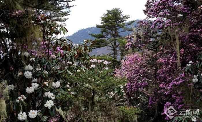 丽江老君山：夏日杜鹃花盛开  最是山花烂漫时