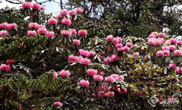 丽江老君山：夏日杜鹃花盛开  最是山花烂漫时