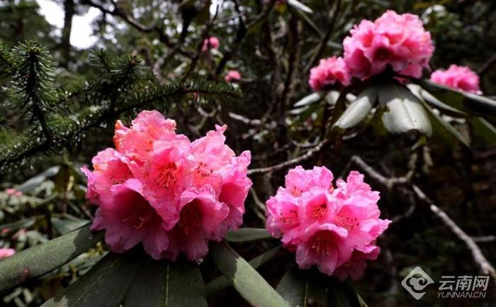 丽江老君山：夏日杜鹃花盛开  最是山花烂漫时