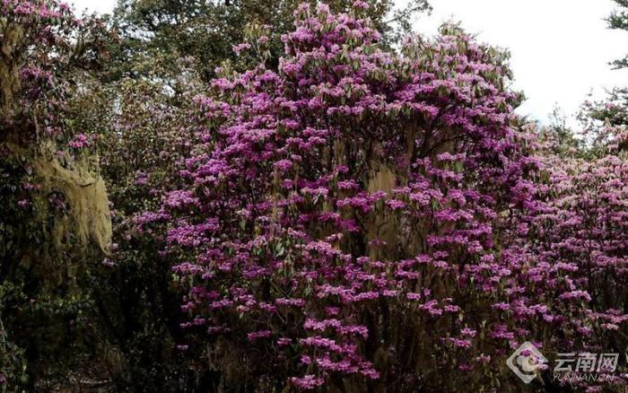 丽江老君山：夏日杜鹃花盛开  最是山花烂漫时