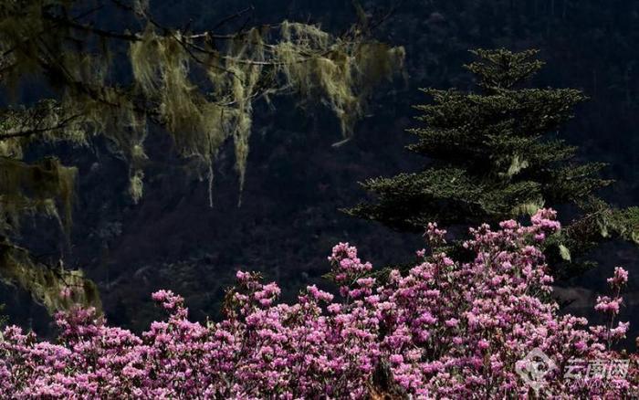 丽江老君山：夏日杜鹃花盛开  最是山花烂漫时