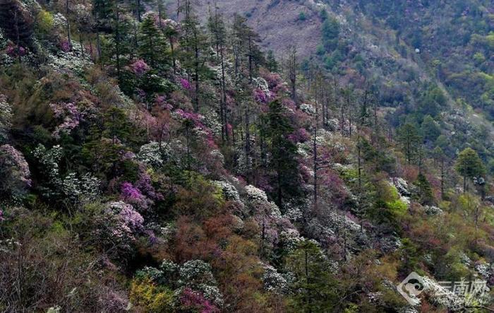 丽江老君山：夏日杜鹃花盛开  最是山花烂漫时