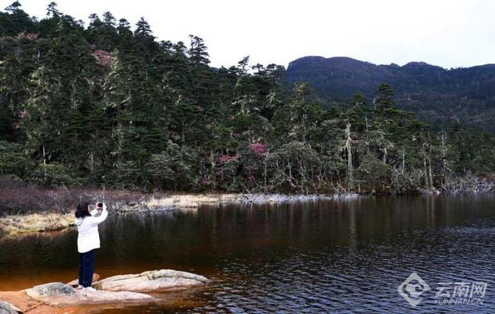 丽江老君山：夏日杜鹃花盛开  最是山花烂漫时