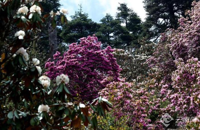 丽江老君山：夏日杜鹃花盛开  最是山花烂漫时