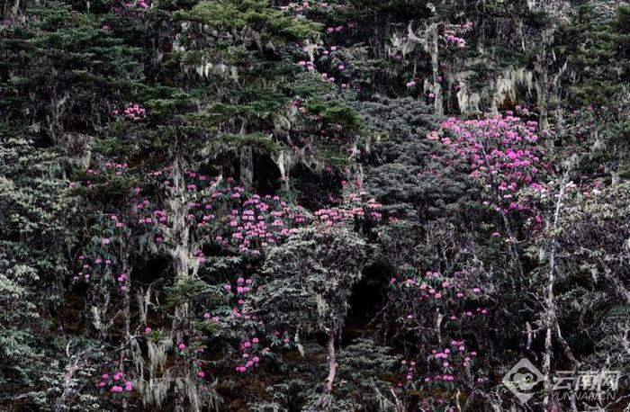 丽江老君山：夏日杜鹃花盛开  最是山花烂漫时