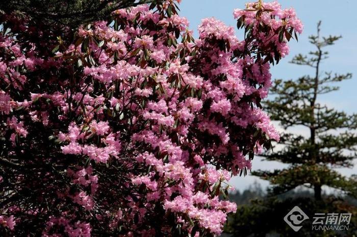 丽江老君山：夏日杜鹃花盛开  最是山花烂漫时