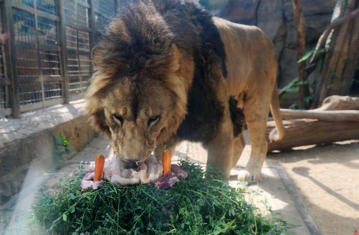 萌萌哒！济南动物园公狮“王子”庆4岁生日