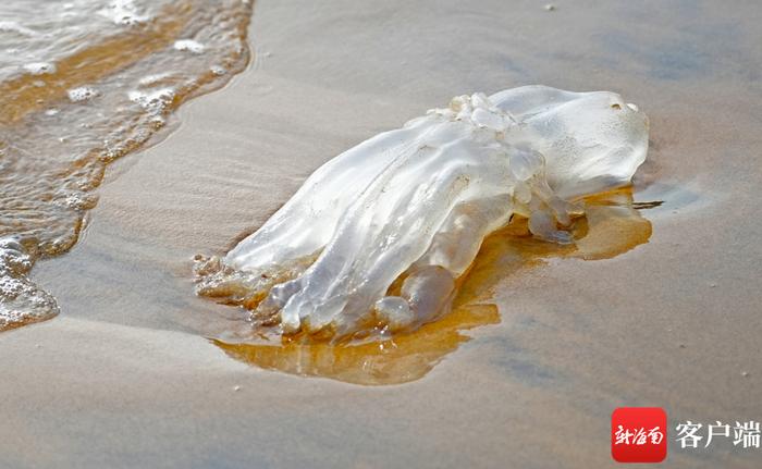 海口部分浅海水域发现水母 提醒市民：不要触摸，以免被蜇伤