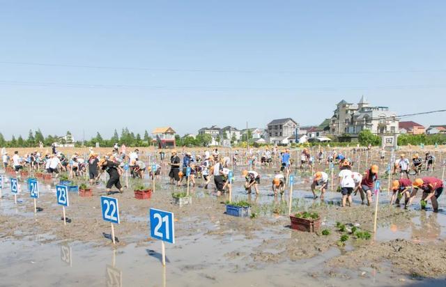 迎着初夏热浪，脱掉鞋袜、卷起裤腿、走进水田，这群小囡插秧“大比拼”