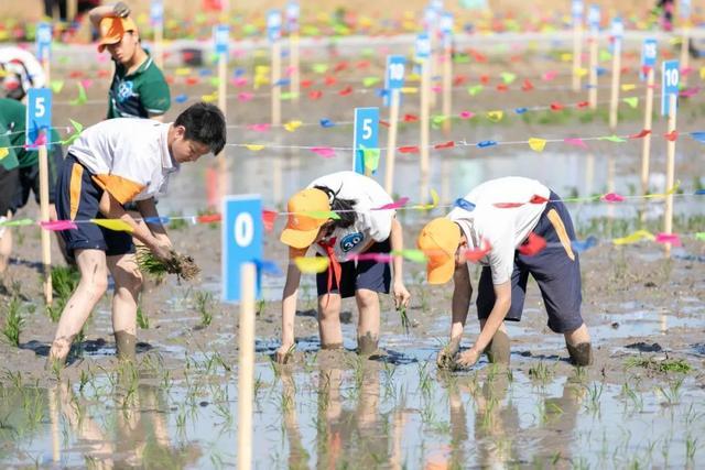 迎着初夏热浪，脱掉鞋袜、卷起裤腿、走进水田，这群小囡插秧“大比拼”