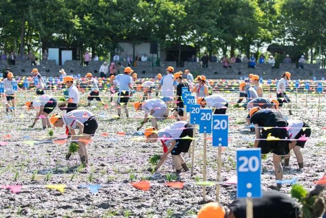 迎着初夏热浪，脱掉鞋袜、卷起裤腿、走进水田，这群小囡插秧“大比拼”