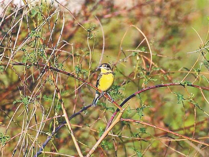 小灵猫、白腹海雕和黄胸鹀 大鹏发现3种国家一级动物