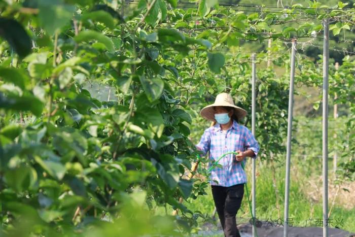 乡村振兴 | 东兴市江平镇黄竹村百香果基地：千盏灯火璀璨美如画