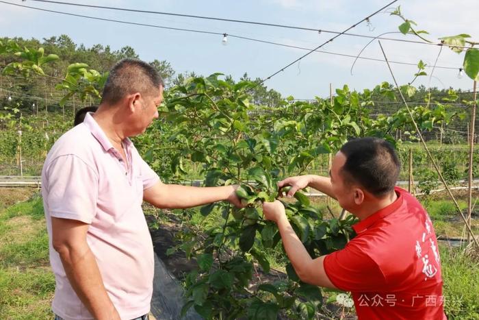 乡村振兴 | 东兴市江平镇黄竹村百香果基地：千盏灯火璀璨美如画