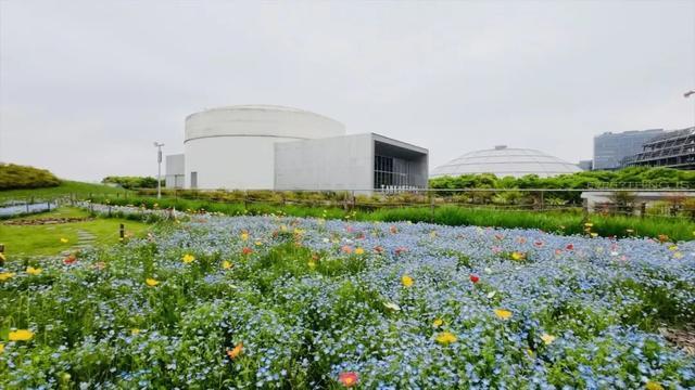 上海市中心繁花开成海！免费体验！文末还有福利～