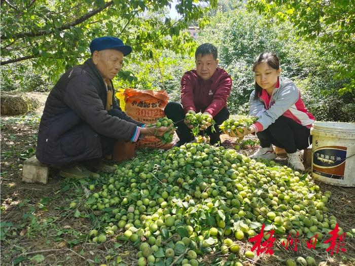 苍梧县一季度扎实推进农业农村工作综述