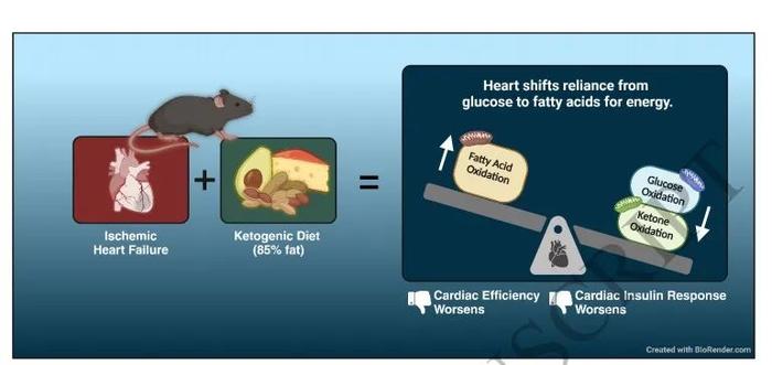 生酮饮食惹争议！Cardiovasc Res | 生酮饮食不能改善心脏功能，反而会导致脂代谢偏移