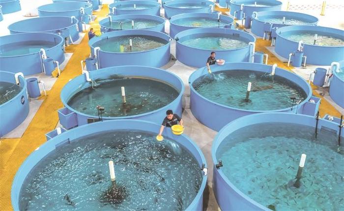 5月18日，工作人员在中国长江三峡集团长江珍稀鱼类培育基地三峡实验站珍稀鱼类养殖车间工作（无人机照片）